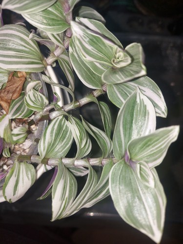 Tradescantia white - tradescantia, "
