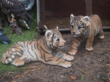 Tiger Deko Figur Löwe natürlich Raubkatze Baby Welpe  Gartenfigur Hotant NEUHEIT