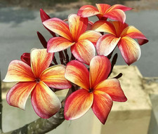 Sale2756 Plumeria Rubra Tiger