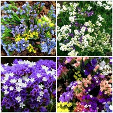 Strandflieder leuchtende Prachtmischung - Statice Meerlavendel - Blumen 50 Samen