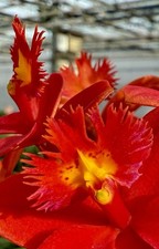 Epidendrum Red Fire Dragon  kräftige Pflanze Orchidee Orchideen Cattleya