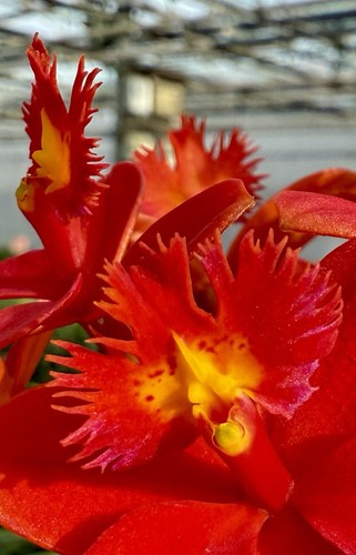 Epidendrum red fire dragon - fire,
