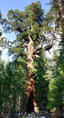 Gigantischer mammutbaum samen - gigantischer,