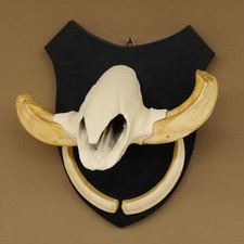 Warzenschwein Keiler Gewaff