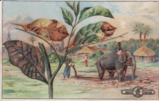 aecht franck   Sammelbild serie bild