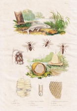 Bees bees honey honeycomb