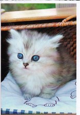 Klappkarte: eine weiße Katze