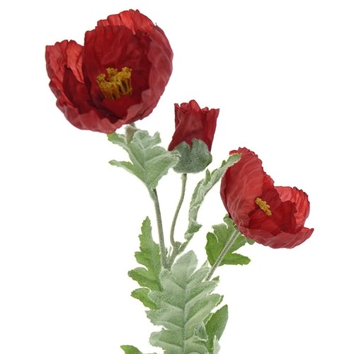 Everlands riesenmohn rot - rot, 2
