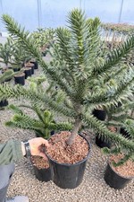 Araucaria araucana 50cm - araucana, 30-50cm