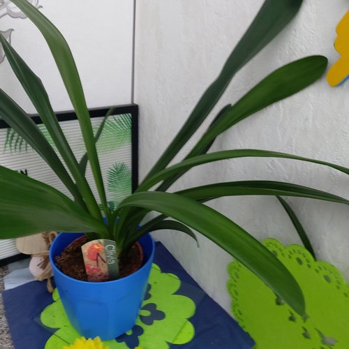 Clivia klivie tolles - clivia,