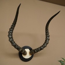 Impala Antilope (Aepyceros)