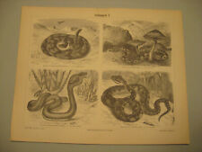 Schlangen-Giftschlangen u.a 6 Bilder-Originale von 1888 farbige Tafeln.Lithos.