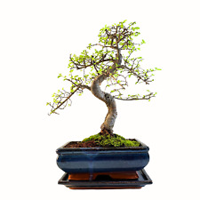 Chinesische Ulme Bonsai Baum 35-40 cm, 8-9 Jahre alt - Pflegeleichte Zimmerpflan