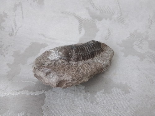 Fossil tierfossil vermutlich - fossil/tierfossil,