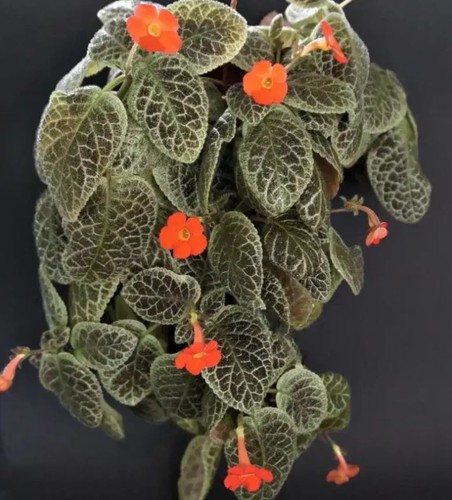 Episcia tiger stripe - episcia,