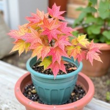 2 winterharter gelb-orange Ahorn schnellwüchsige Pflanzen im für den Garten /