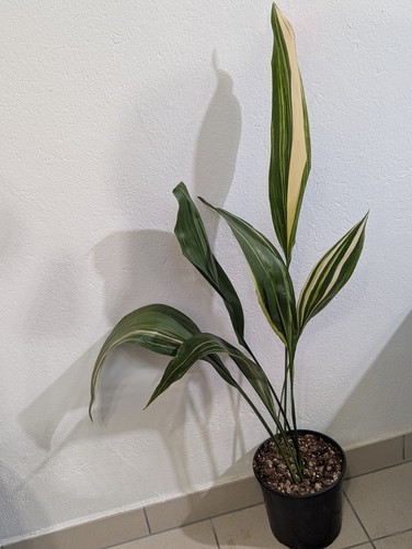 Aspidistra elatior - xl,