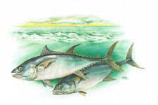 Thunfisch Barschartige Makrelen - Kunstdruck-Bild - 25,5 x 17,5 cm