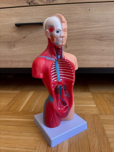 Körpermodell des human torso - körpermodell,