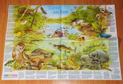 Wissens poster tiere - tiere, am