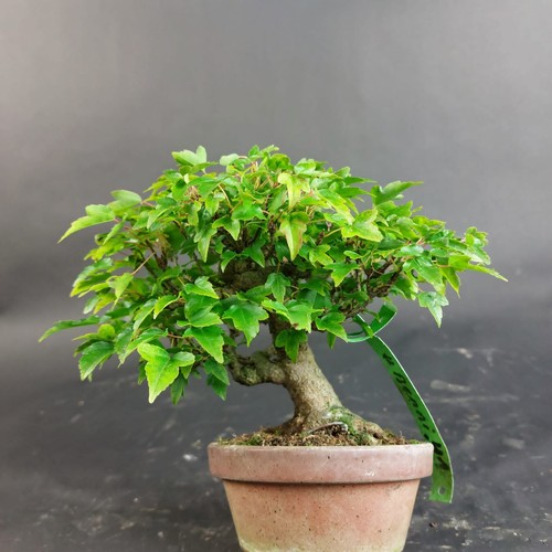 Bonsai dreispitzahorn acer - -, dreispitzahorn,