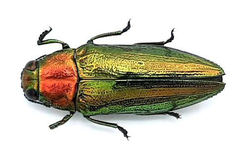 Buprestidae philocteanus - buprestidae,,