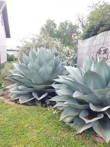Agave parryi ovatifolia 15 - ovatifolia,