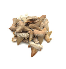 ✦ 1 - 2 cm Versteinerte