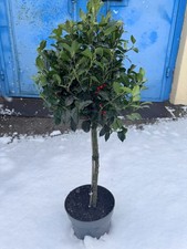 Stechpalme ilex meserveae - stechpalme,