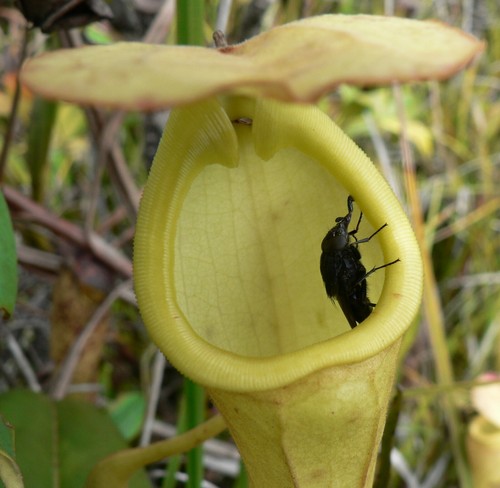 Samen kannenpflanze nepenthes - kannenpflanze,