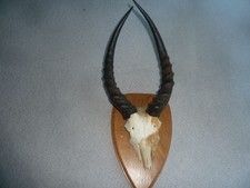 Springbock Geweih aus Namibia