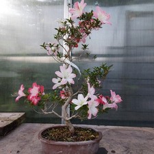 Bonsai - Jap. Satsuki Azalee