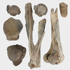 Eiszeit-Set Mammut Bison