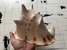 Cassis Cornuta 1782 Gramm XXL Gehörnte Helmschnecke Unbeschädigt 