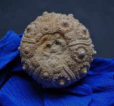 Wunderbarer regulärer Seeigel Plegiocidaris aus den "Nattheimer Schichten"