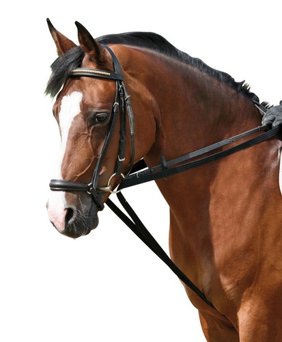 Gurtschlaufzügel aus bester