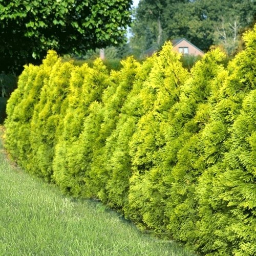 Lebensbaum thuja golden - lebensbaum,