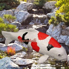 Showa Sanshoku Koi Karpfen