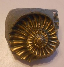 Schöner Ammonit Jura