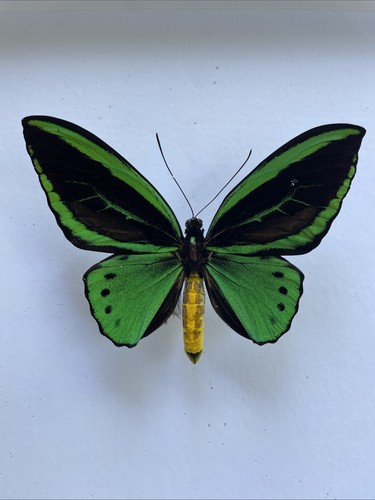 Entomologie*Ornithoptera