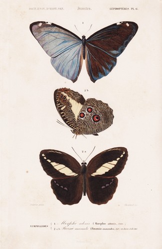 Morpho adonis falter - morpho,