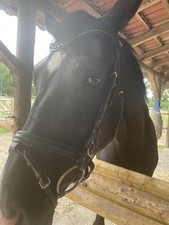 Trense Kavalkade Ecoline