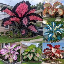 100 Stück Caladium Blumensamen seltene Farbe Staude Garten Freiluft Bonsai DE
