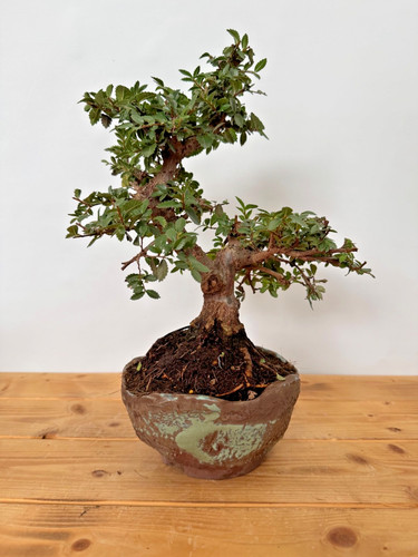 Bonsai japanische ulme - japanische,