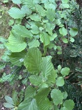 Haselnussstrauch ca. 60-75 cm Setzling