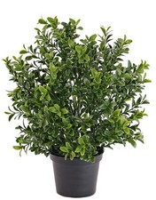 Artplants deko buchs busch - buchs,