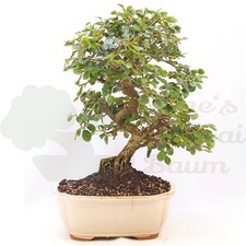 BONSAI Fächer- Zwergmispel