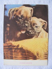 Postkarte Ansichtskarte alt Hund Tiere alt aus Sammlung Junge Boxer Welpen 1960
