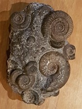 Fossilien, Ammonit, Stufe 