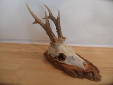 Reh Geweih Rehgeweih Rehbock